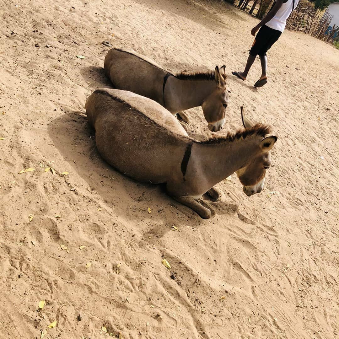 brian_jallow's tweet image. Nature