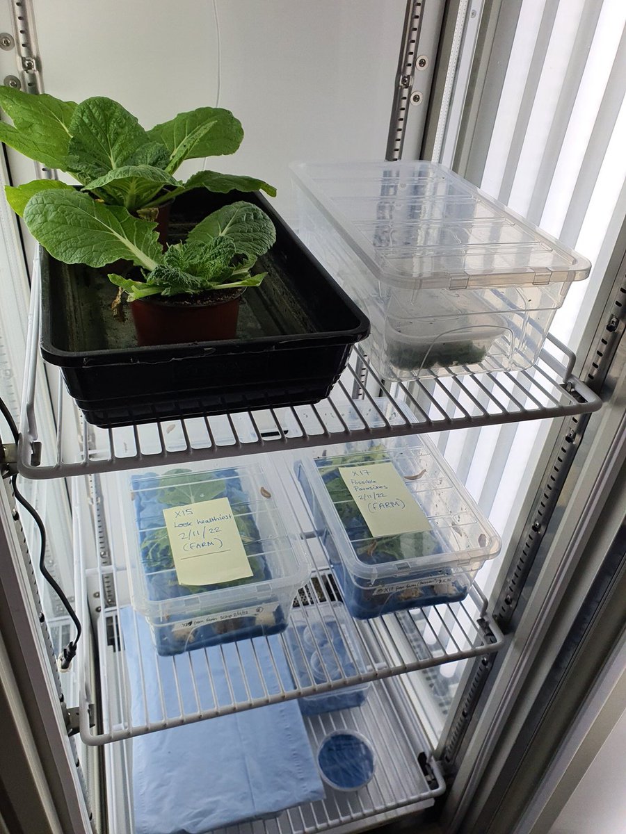 tomallenstevens's tweet photo. So I visited the @JohnInnesCentre Insectary today to see how my slugs are that i posted to them last week. Turns out, they're having babies! Many thanks to Victor & Anna for looking after them so well. We're hoping to do some feeding trials to explore further #SlugResistantWheat https://t.co/LRZwvO6J7u
