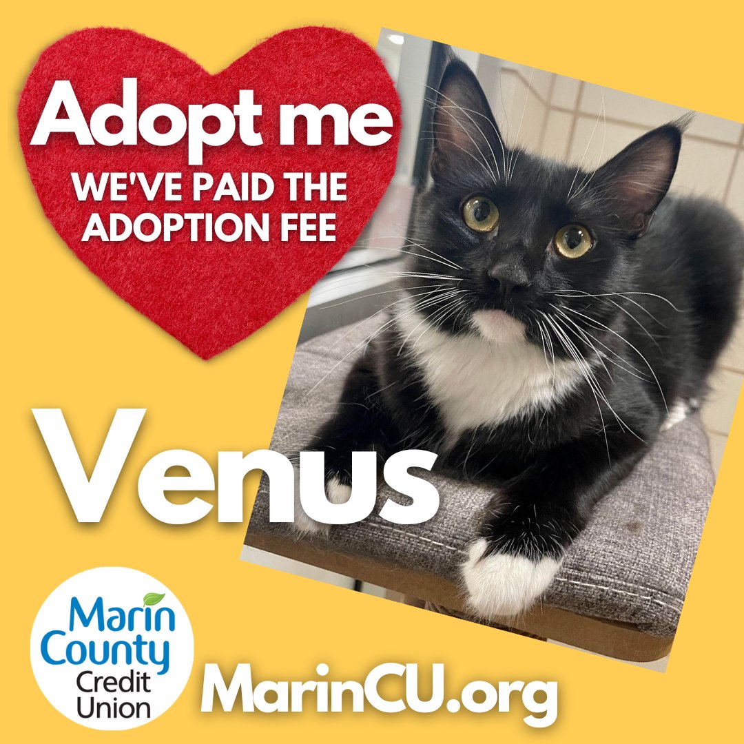 MarinCountyCU's tweet photo. We've paid her @MarinHumane  adoption fees, so help Venus find her furever home. She likes kids, cats, and learns tricks. Oh, and that face😍

Read her bio at https://t.co/hiA3h6fJ0b and let's find Venus her home.

#adoptdontshop #cat #marinhumane #marincountycu #creditunion https://t.co/5KPXagR4V3