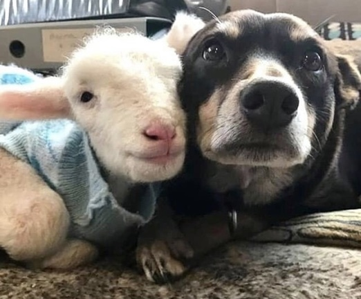 Love all animals. #GoVegan