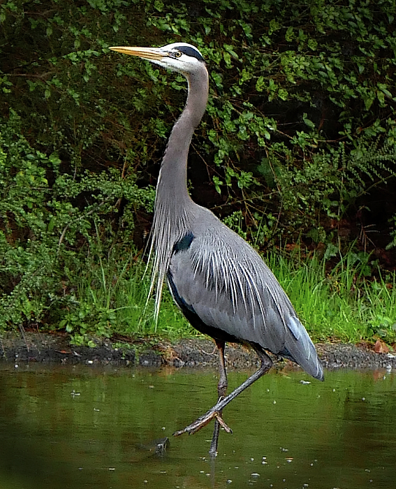 rosingleton39's tweet image. New artwork for sale! - "Great Blue Heron High Stepping" - fineartamerica.com/featured/great… @fineartamerica