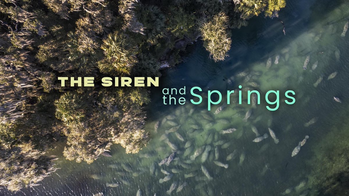 savethemanatee's tweet photo. Join Odyssey Earth, Save the Manatee Club and Florida Springs Institute for the live, YouTube premiere of our newest film, THE SIREN AND THE SPRINGS on December 2nd! Follow this link to watch a short trailer and set a reminder: https://t.co/ilQDe9krvO https://t.co/ZMMVmiyBRh