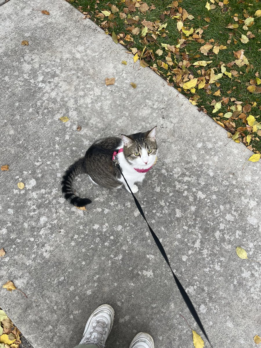 frootloopszz's tweet photo. If you think you see me in Provo walking my cat, yes you did https://t.co/NZol90bHEG