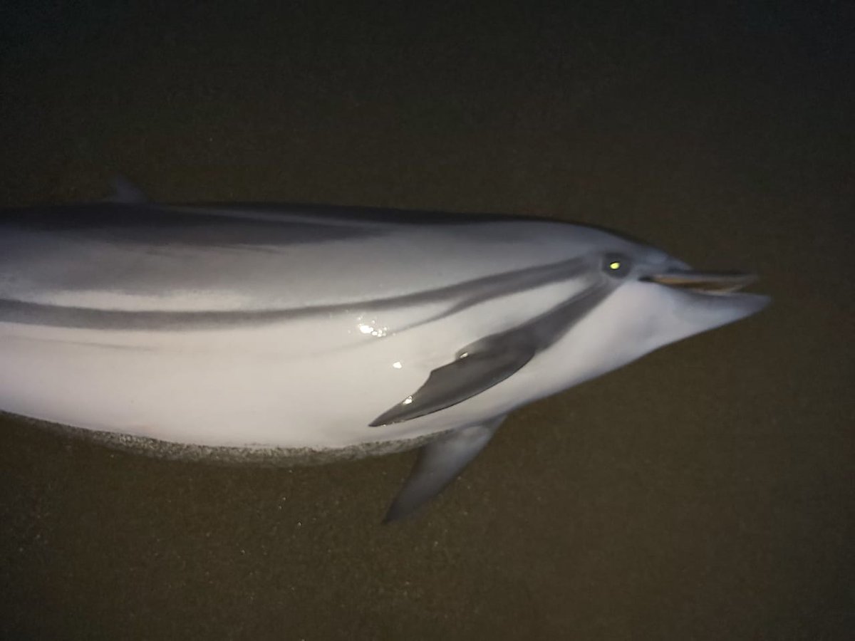 Grave amenaza a nuestras especies marinas del Pacífico. Desde el Sur de Veraguas, playas de Malena, Mata Oscura y la Plaza se reporta una tercera ola de tortugas  muertas, y ahora también delfines. Urge investigación y una respuesta inmediata de las instituciones competentes.