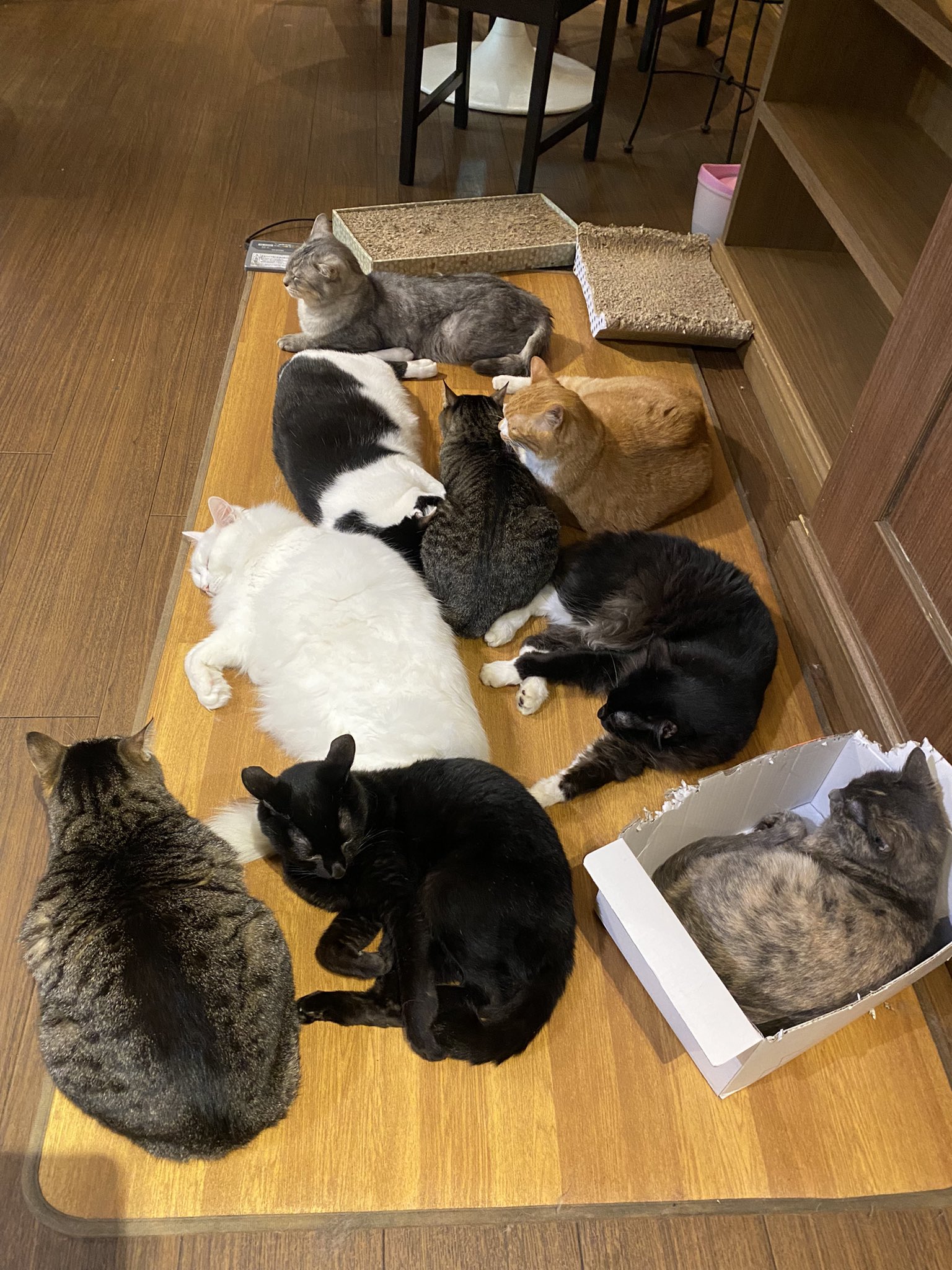 カフェきゃらふ 東京浅草の猫カフェ Calaugh Asakusa Twitter