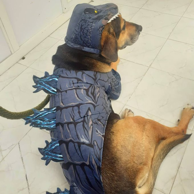 danieruhuli's tweet photo. @NISAmerica Chaira is my dog, my baby and my Kaijuu #TrailsToAzure #CrossbellPets https://t.co/ZBHvqeUBTk