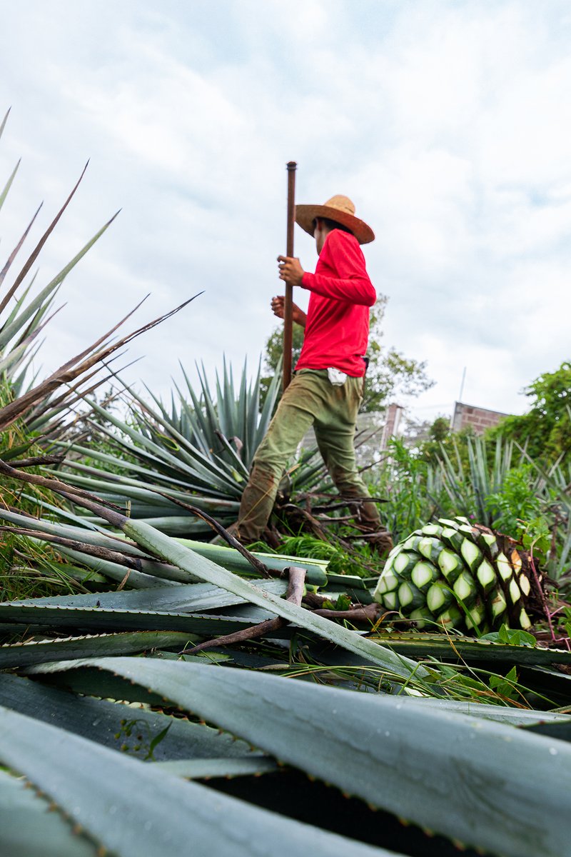 Foto de un jimador en los campos de agave de Arandas Jalisco de @tequilaOchoMx 

Pronto compartiré la liga del proyecto completo 
#tequila #jalisco #jimadores #agave #maguey #fotografía #México #destilados