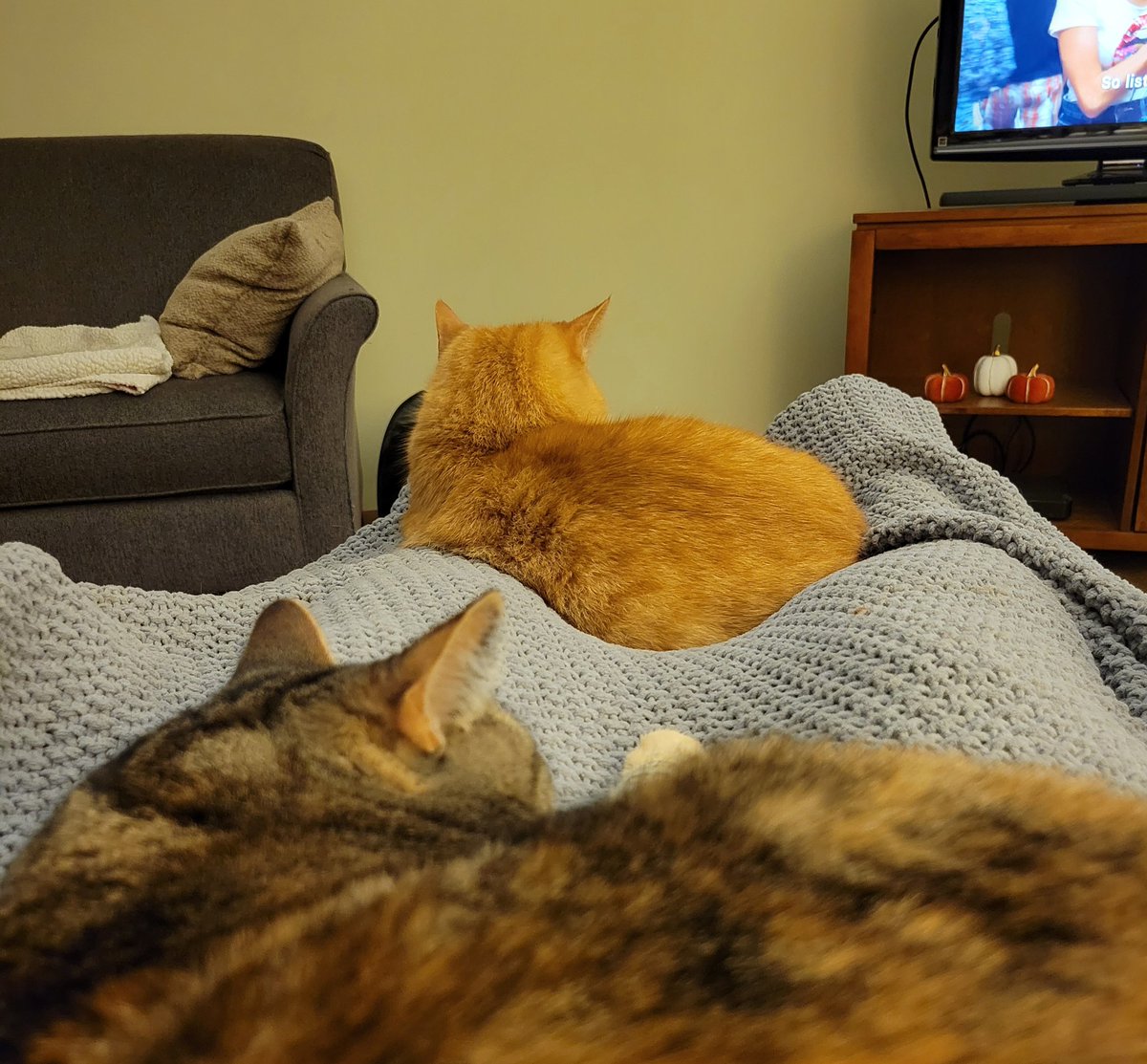 teachnspeckids's tweet image. Monday night winning! #cozy_cats