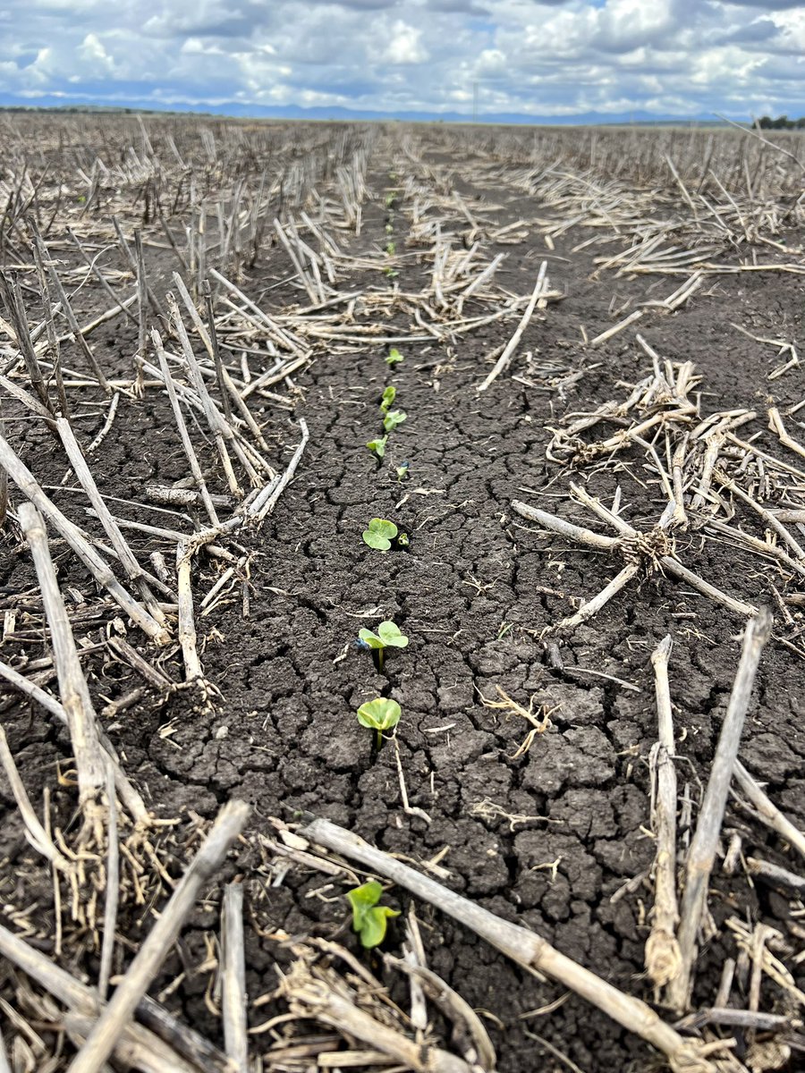 Floods, a frost and now we are away! What could this season bring 🤦🏽‍♀️