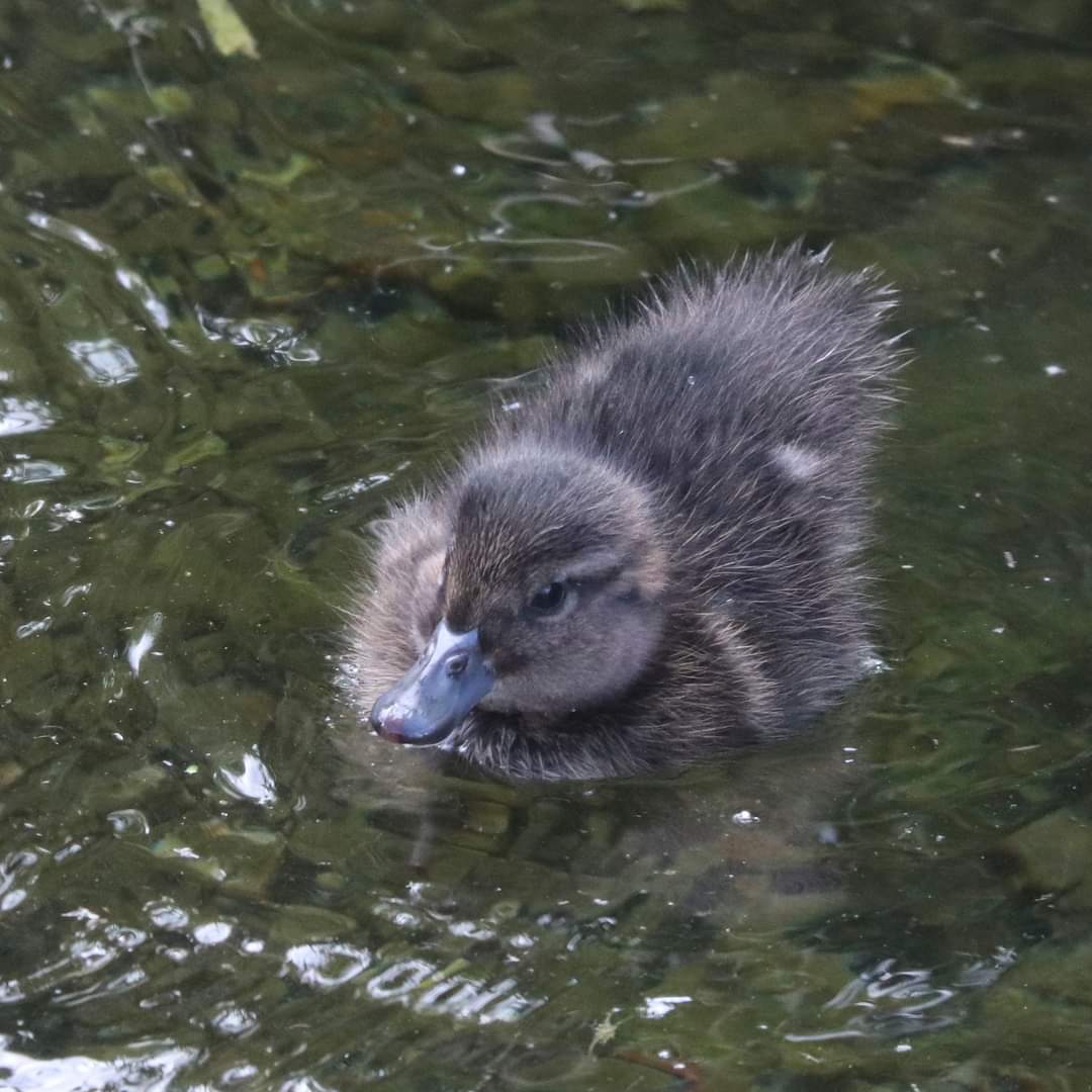 Central Energy Trust Wildbase Recovery tweet media