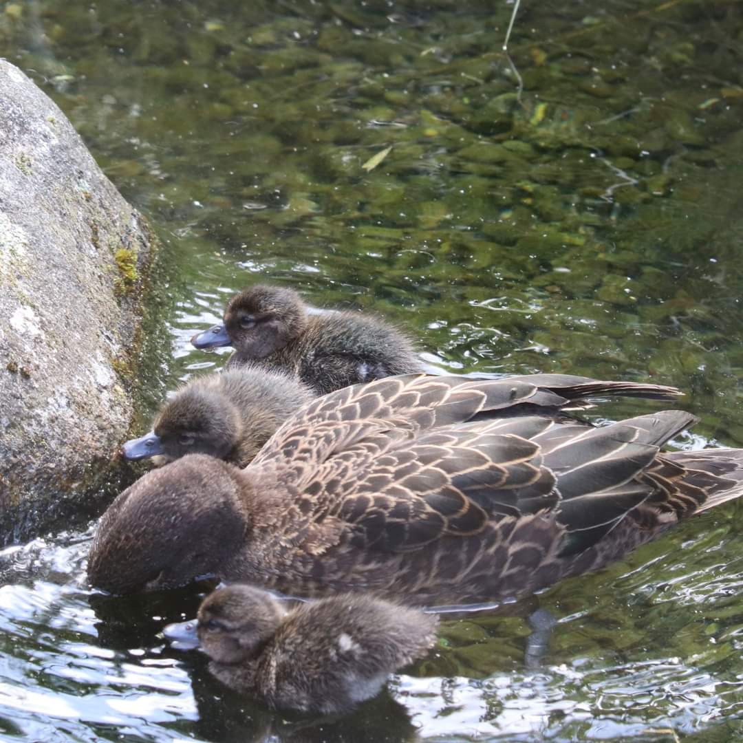 Central Energy Trust Wildbase Recovery tweet media