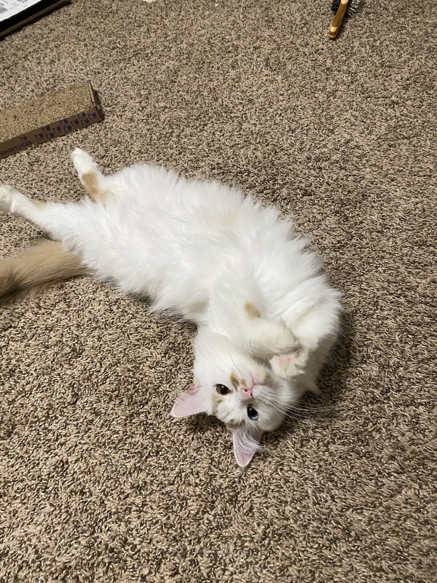 WaxedKankles's tweet photo. @NISAmerica This is Luna! She’s quite fluffy!
#TrailsToAzure #CrossbellPets https://t.co/XHatj5NRRF