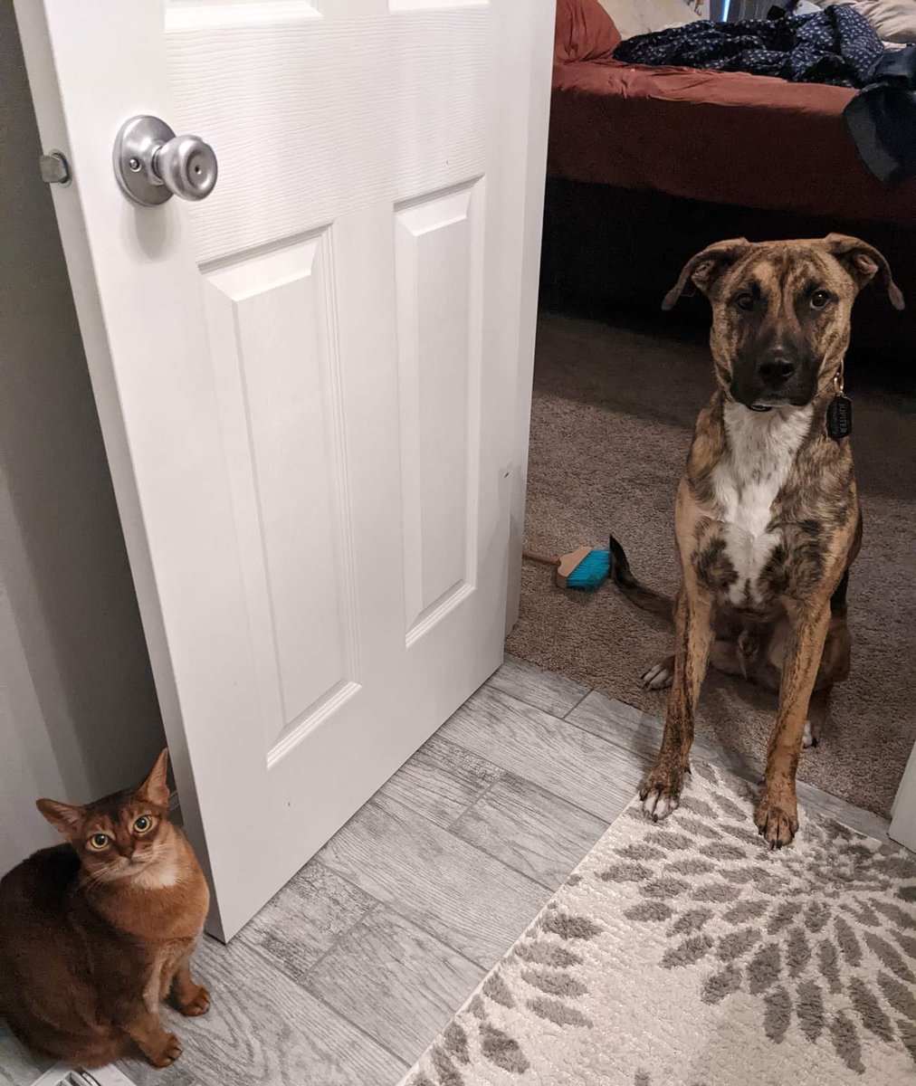 GingerWitch's tweet photo. @NISAmerica Jupiter isn't the smartest, but he'll make friends with anyone.. even his own reflection. 
Lily is sweet, but feisty.
Both are mega beggars 🙄
They're best friends, I swear.
#TrailsToAzure #CrossbellPets https://t.co/BC50XiCQV4