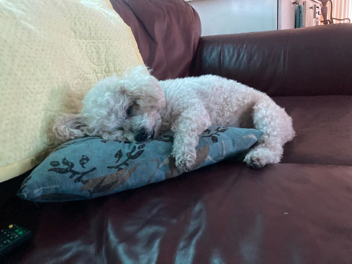 Pikagreg's tweet photo. @NISAmerica Sleepy #TrailsToAzure #CrossbellPets https://t.co/yMMutwXxWZ