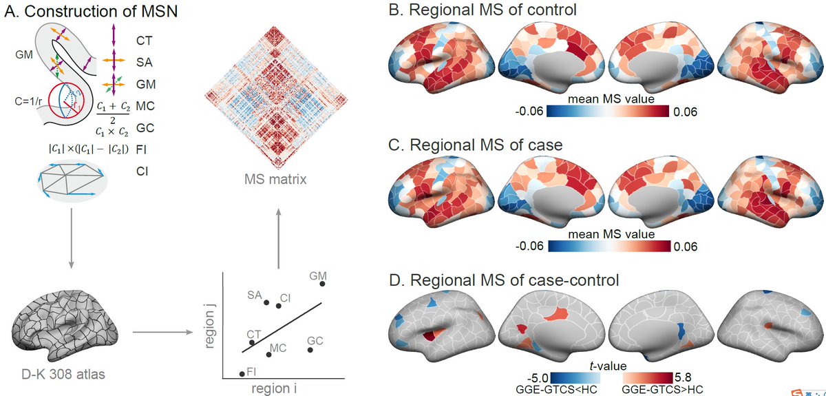 📢 New work in <a href="/NAN_Wiley/">NAN</a> by <a href="/JiaoLI9466/">Jiao LI (李娇)</a> @BrainImagingLiv @BorisBernhardt <a href="/jakob_seidlitz/">Jakob Seidlitz</a> <a href="/yaomeng94/">Yao Meng</a> <a href="/SiqiYang13/">SiqiYang</a> links🧠morphometric similarity abnormalities and 🧬 expressions from chromosome to cell-type in generalized epilepsy. 

onlinelibrary.wiley.com/doi/10.1111/na…