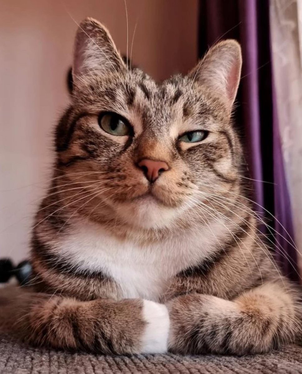 #CatsOfTwitter #petportraits #portrait #kedi #digitalart #Procreate #artistsontwitter