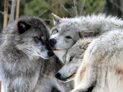 HourlyWolves presents: