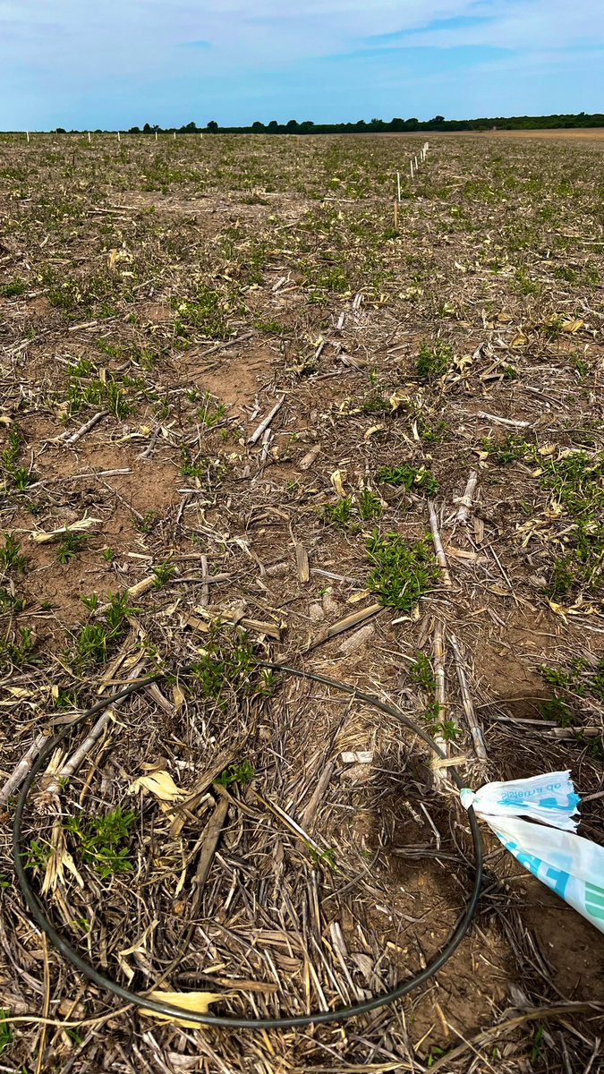 Tardó en hacerse notar la primavera, pero ya están reapareciendo las #malezas complicadas por el norte de Córdoba. <a href="/CortevaARG/">Corteva Argentina</a>