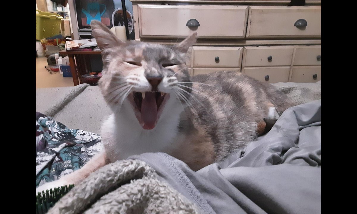 2Kitten_Lover3's tweet photo. @literallymecats https://t.co/aIhi4SBq0z