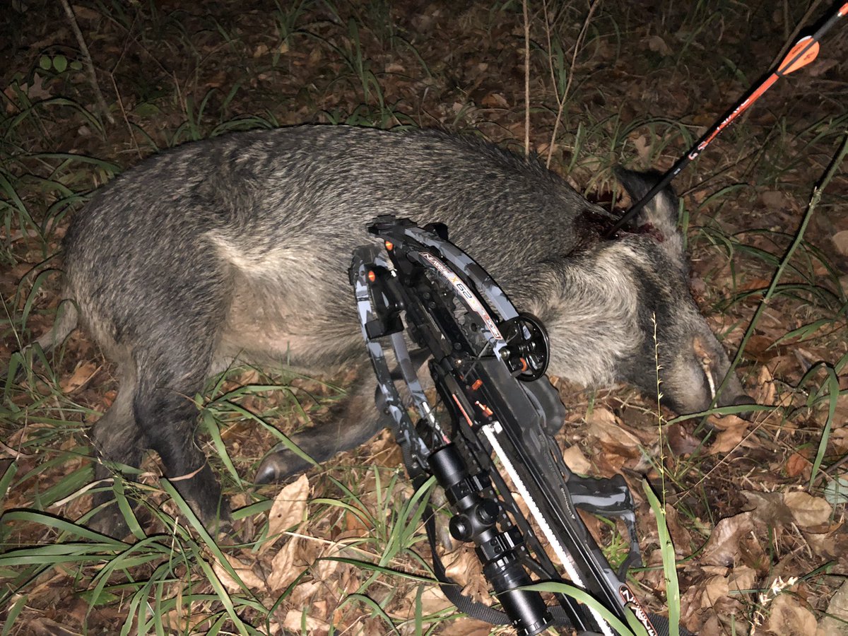 BrandADream's tweet photo. #turfed! One less sow destroying the beautiful Ouachita National Forest in SE Oklahoma. #feralswine #crossbow #fixpandablebroadhead #williamsworld #oklahoma https://t.co/fl5lnsPnok