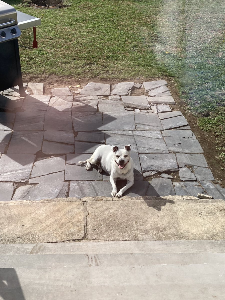 PeterEbenezzer's tweet photo. @gregcote I don’t know why we’re doing this but here’s my goodgirl https://t.co/vcVh0yU9W9