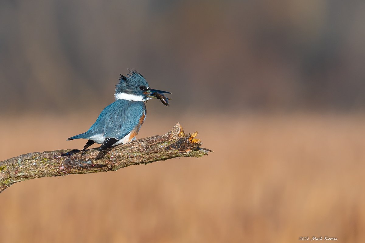 Belted Kingfisher this morning at McGinnis Slough, Cook County Forest Preserve.
#birdphotography