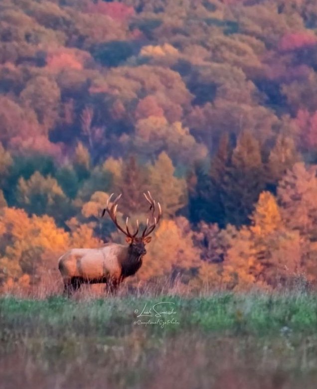 GAP-ORGANIC tweet media