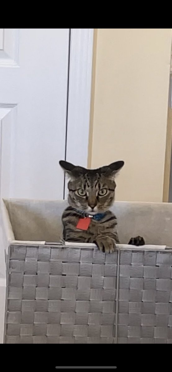 catallocco's tweet image. Reason #6 why I’m excited for Thanksgiving. @occolla