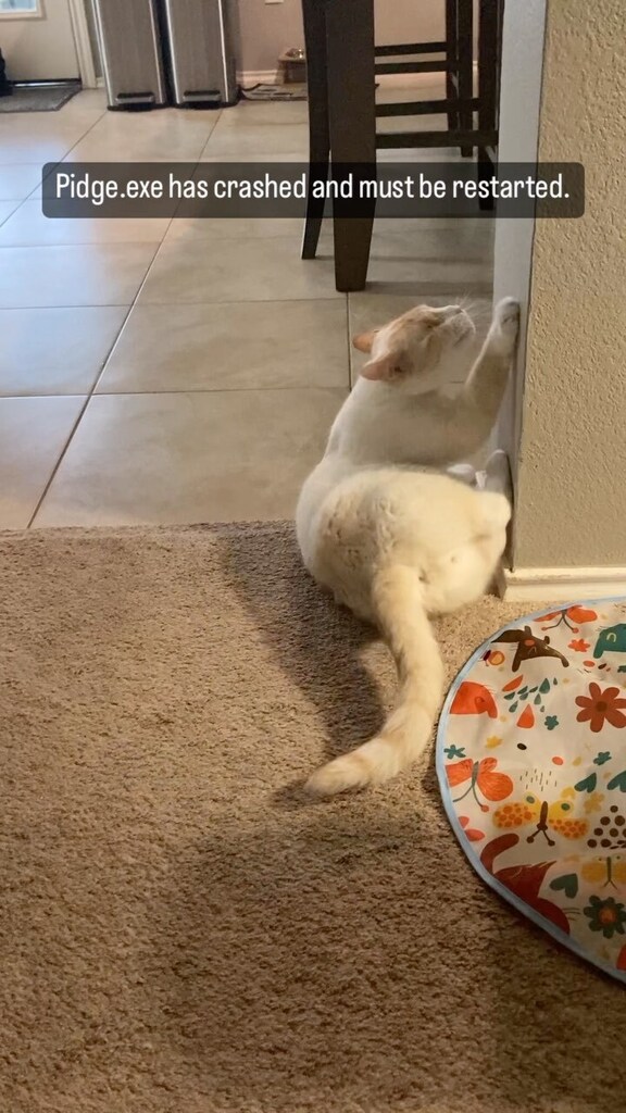 ClowderComics's tweet image. Pretzel jumped on Pidgeon and blue screened his brother lol #clowdercats #clowder #blindcat #blindcatsofinstagram #specialneedscats #specialneedscats #blindcatsrock #oneeyedwednesday CLIQUE PARA VER O VÍDEO! ift.tt/BbX6T0q