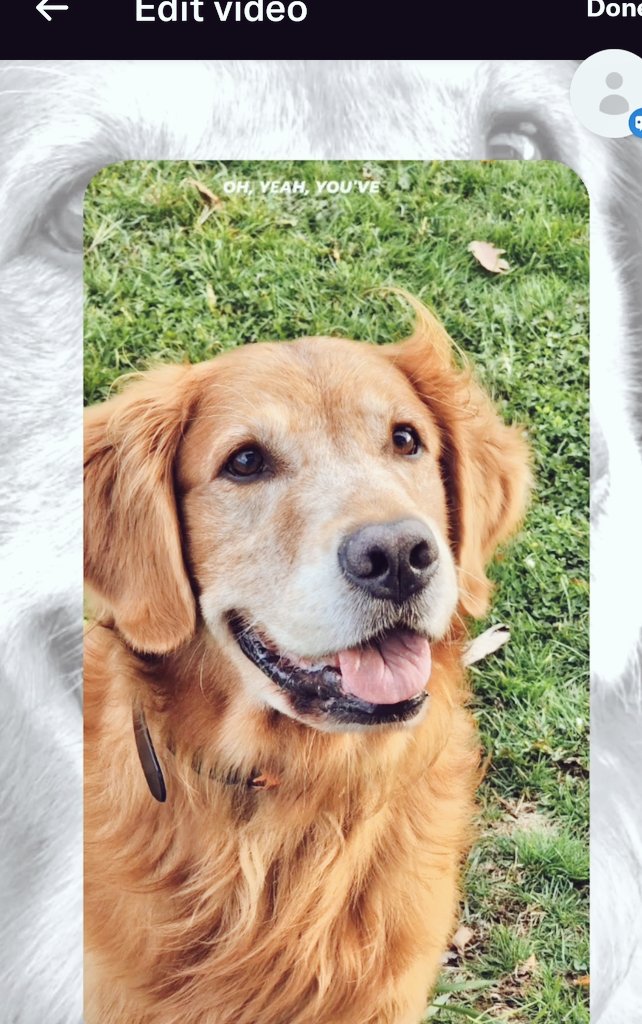 Golden Retriever Channel tweet media