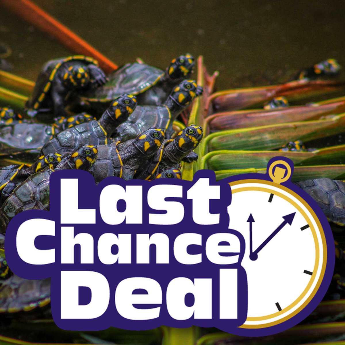 📅🐢LAST CHANCE TO SAVE ON 2023 CALENDAR PREORDERS!!!📅🐢

theturtleroom.org/product/thetur…

Save some green💵 while saving some green🐢 on theTurtleRoom’s 2023 Calendar!