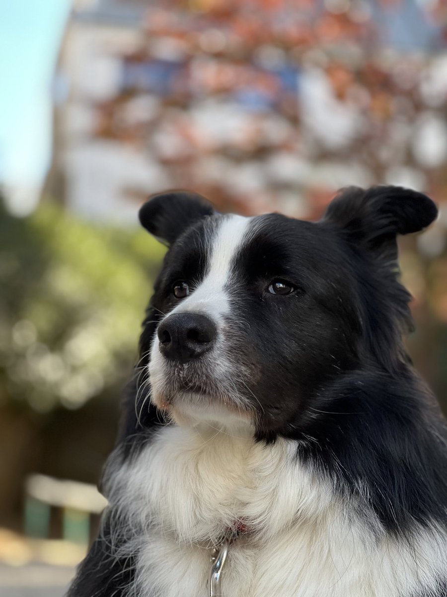 おはよー紅葉が綺麗だねー
🐕チャオズ

って、周囲がピンボケしているから雰囲気しか伝わらないと思うけど…😅😅😅