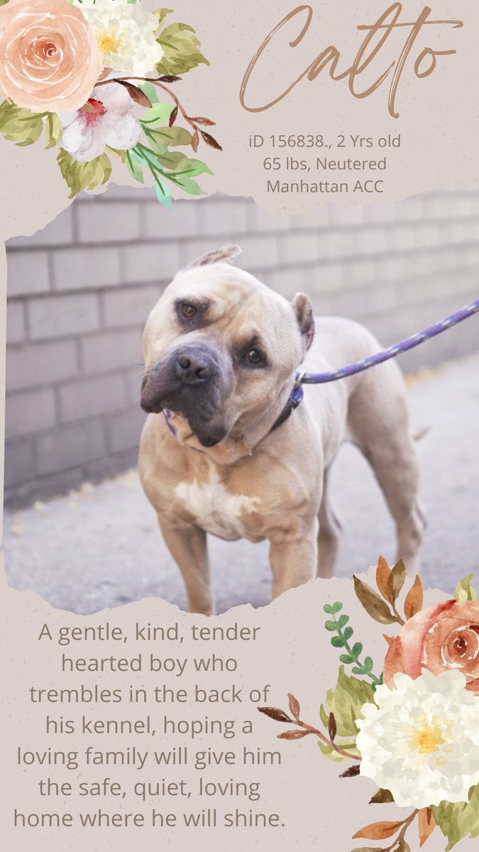 ckarr2's tweet photo. No, he's not a tough guy. CALTO is a tender, shy, gentle, loving boy who had his ears butchered then was dumped on the street, eating from dumpsters. He's sad, trembles in his cage, no longer wants treats, losing all hope. This dear mush needs someone to love him. #SaveCALTO https://t.co/wdEgAzjtLs