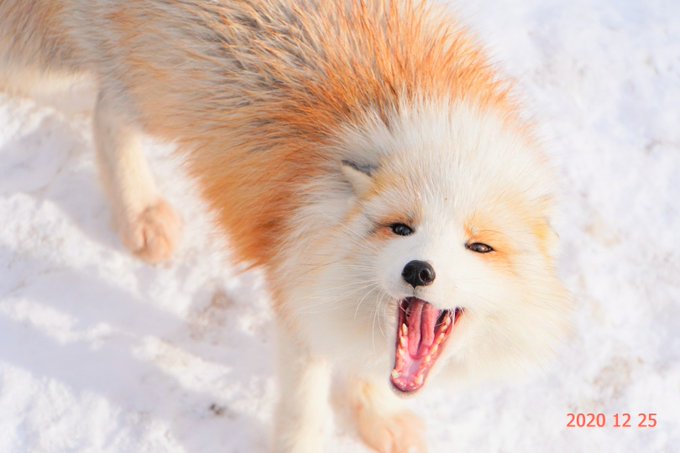 ぷらちなこやーん!🦊✨ 