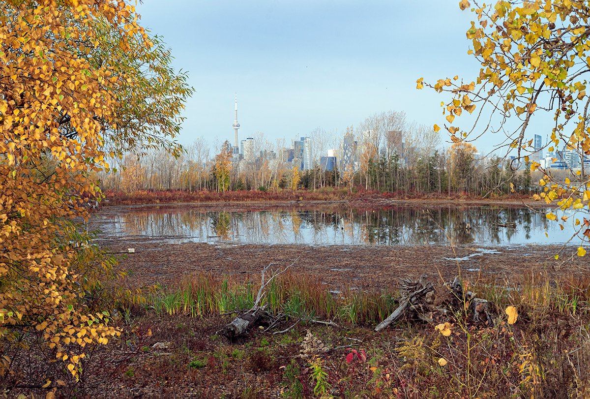 rickshea's tweet photo. Landscape or Cityscape? #Toronto #outdoors #landscapephotography #cityscape #autumn https://t.co/FFzEOX4EG7 https://t.co/yqOm87jdQ1