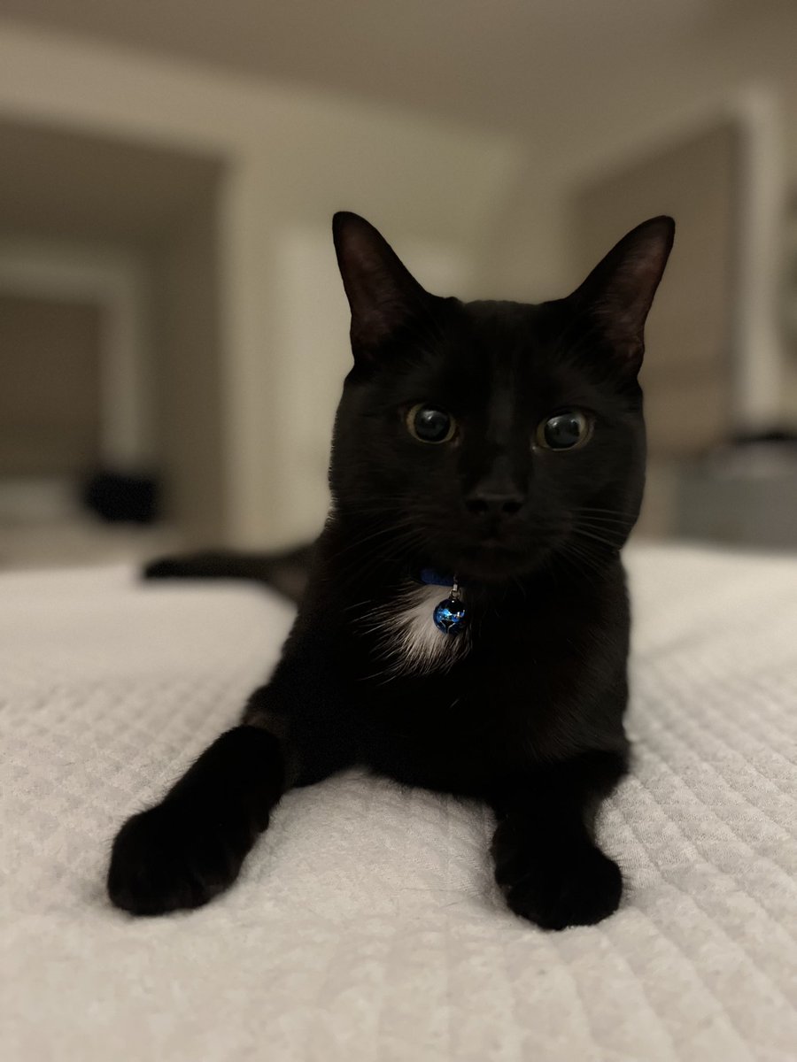 Catsky the Crypto Cat 🐈‍⬛ (@CatskytheCat) / Posts / X