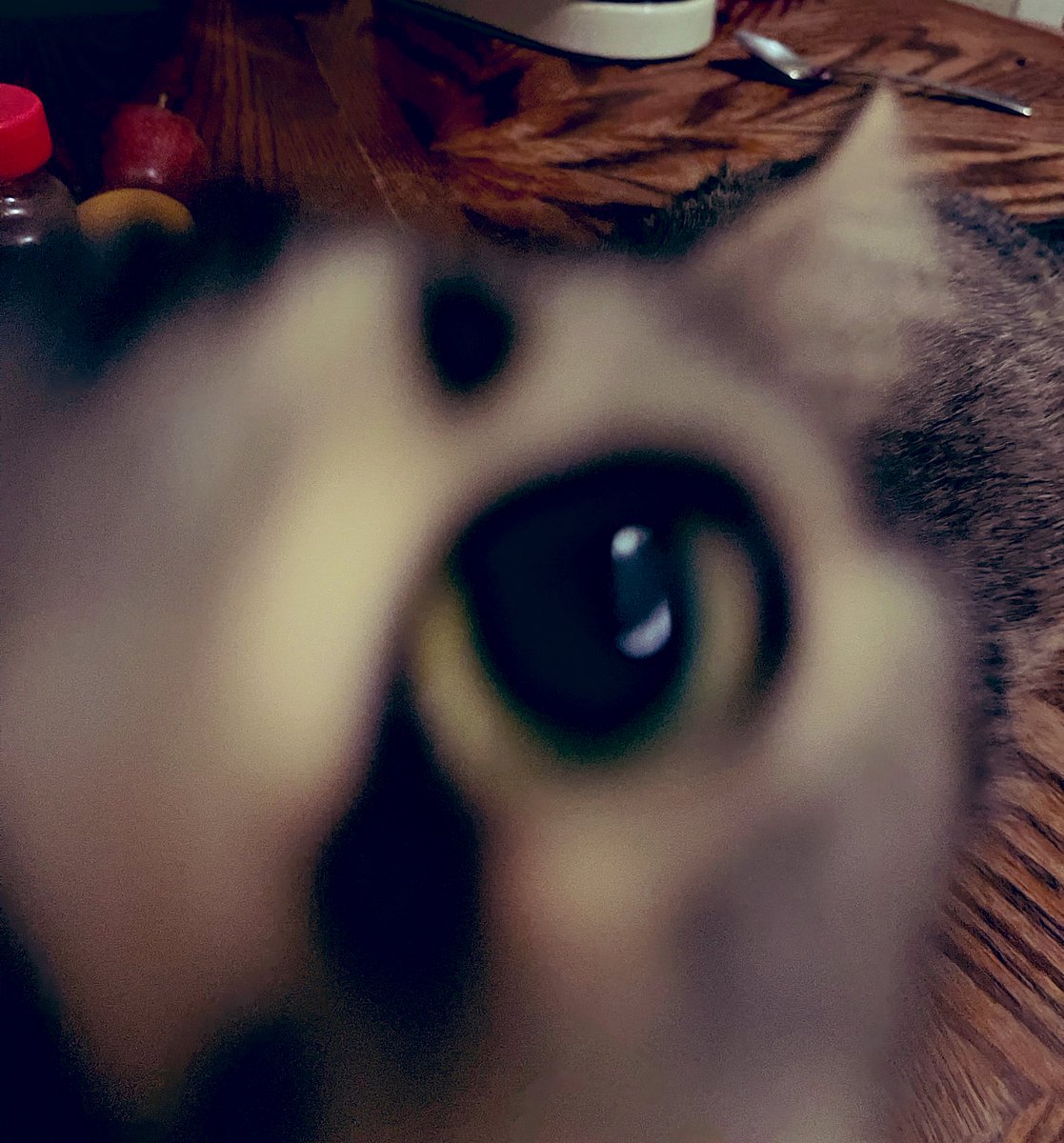 Isabella072113's tweet photo. Boop https://t.co/YpsKIQRQSH
