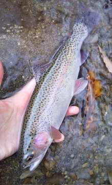 古潭川 釣り 気胸研究所