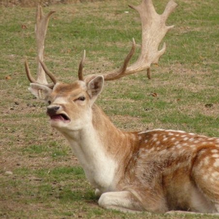 joshuapdates's tweet photo. cant see no difference at all .🦌#조슈아 https://t.co/fqAjWpFh6M
