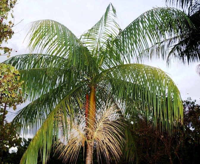 celsodolago's tweet photo. PLANTAS DO BRASIL
Euterpe edulis, «juçara» (Palmáceas), importante na mata atlântica úmida, alimentando aves e mamíferos.
O «palmiteiro» poderia ser muito plantado para produção de alimento humano (pasta alimentícia substituta do «açaí»).
#Palmae #palmiteiro #PlantasAlimentícias https://t.co/EFGgrvQPuu