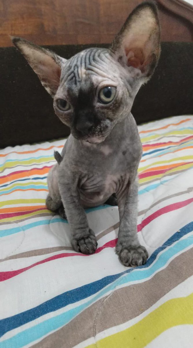 Se aproxima una nueva integrante de mi familia 😎 #sphynxcat #Metaverse #nft