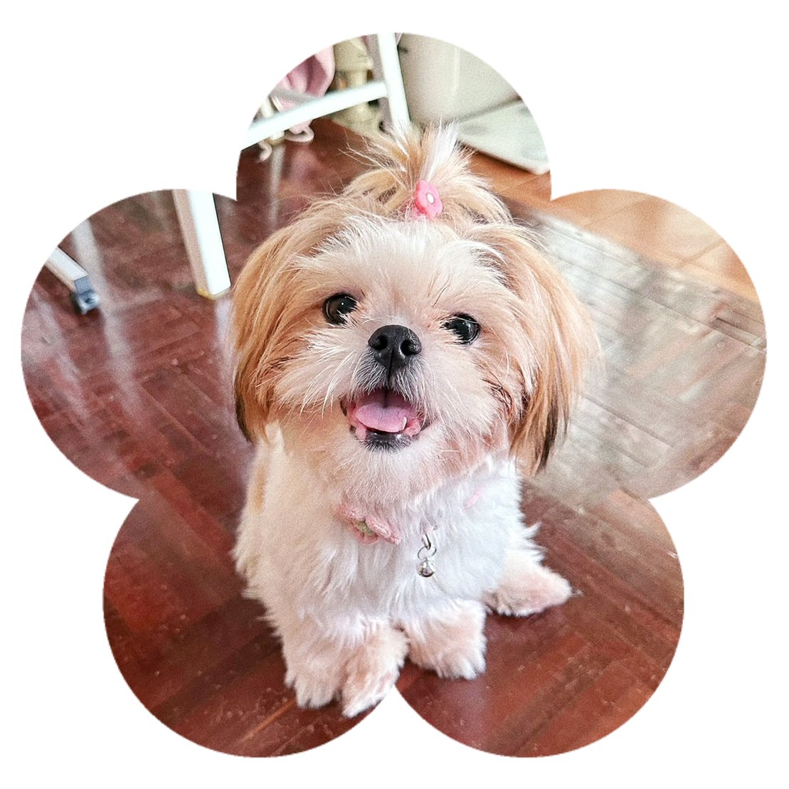 daylight_boo's tweet photo. GM ☀️☁️🌈

✨🐶🌸🌿 Happy Loy krathong day from Botan 🌿🌸🐶✨

#NFTs #NFTCommunity #BotanTheShihtzu https://t.co/37yuE4koIA