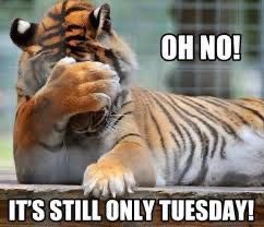 BenjiBorn's tweet photo. Good Morning friends 🐾
Happy Tuesday 😊 Benji wishes you all #terrifictuesday even if it does still feel a bit like a Monday. 
#benji #bornagain #youtube #subscribe #tuesday #toungeouttuesday #furbaby #furparents #labradoodle #fyp #dogsofinstagram #doginstagram #dogsoftwitter https://t.co/m5yQPhQvFt