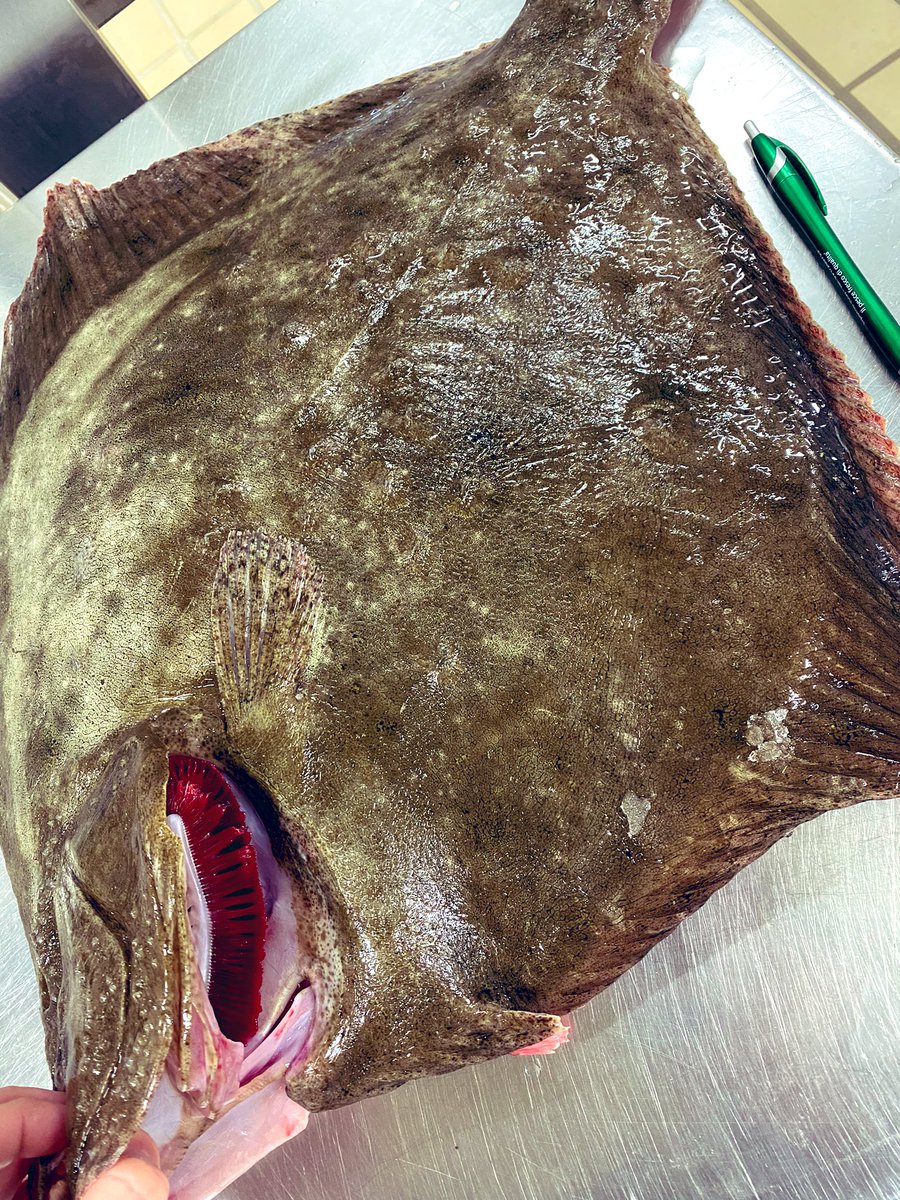 navapesca's tweet image. Rombo. (Psetta maxima) Adriatico.  FAO  37.2.1  amo e palangari pesca di oggi.