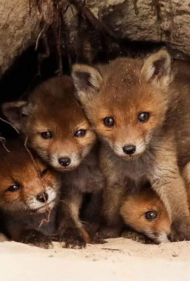 angie_karan's tweet photo. Family🦊🌸 https://t.co/46jLVn5xon