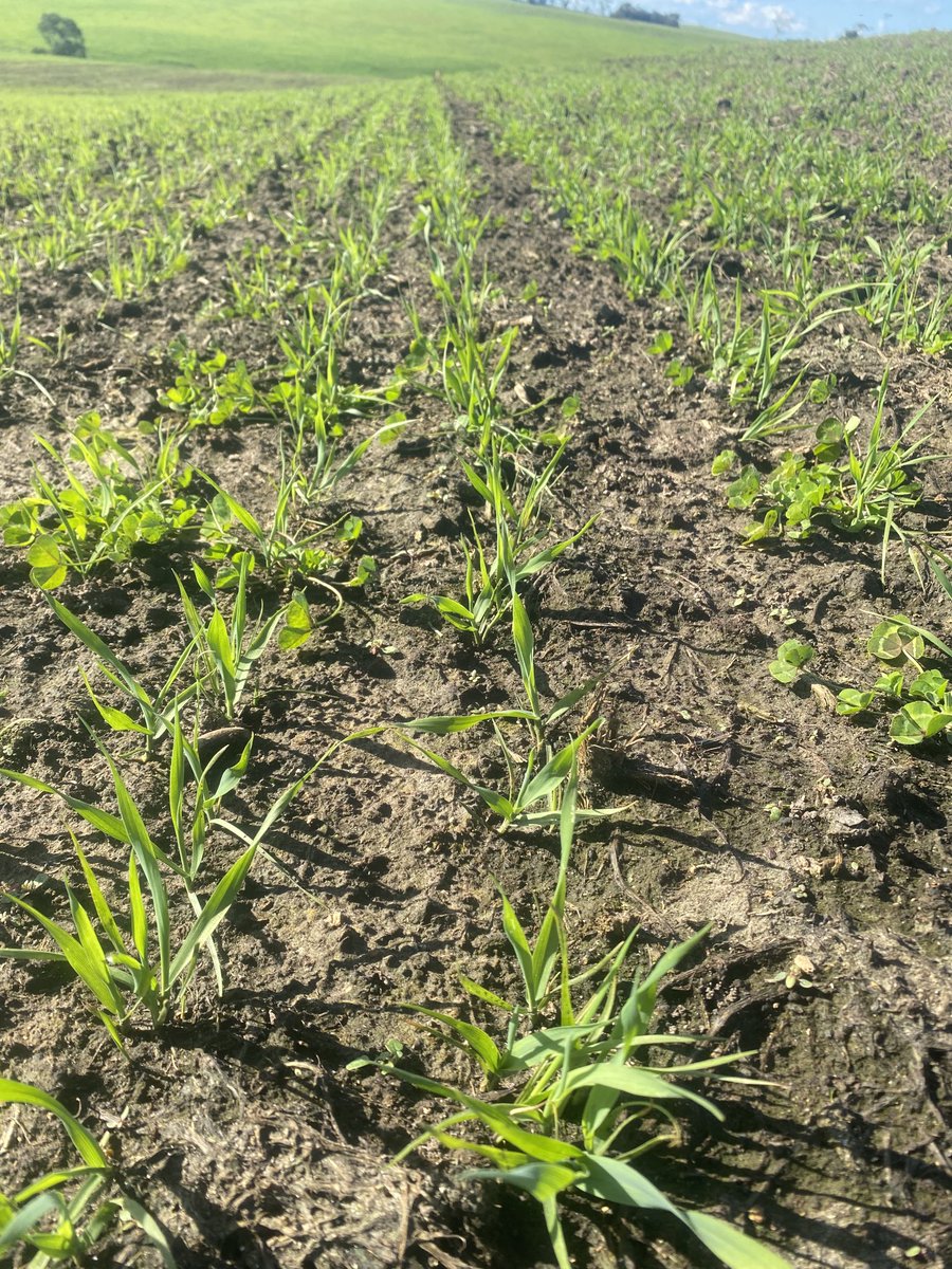 Ag Diagnostics tweet media