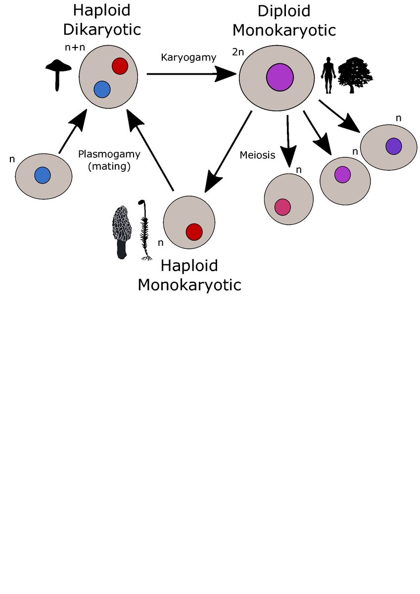 Long-lived basidiomycete fungi accumulate very little variation during somatic (dikaryotic) growth. Still, it’s definitely not devoid of genetic diversity. In our new PNAS-paper we show burst of proliferation of TEs during monokaryosis!