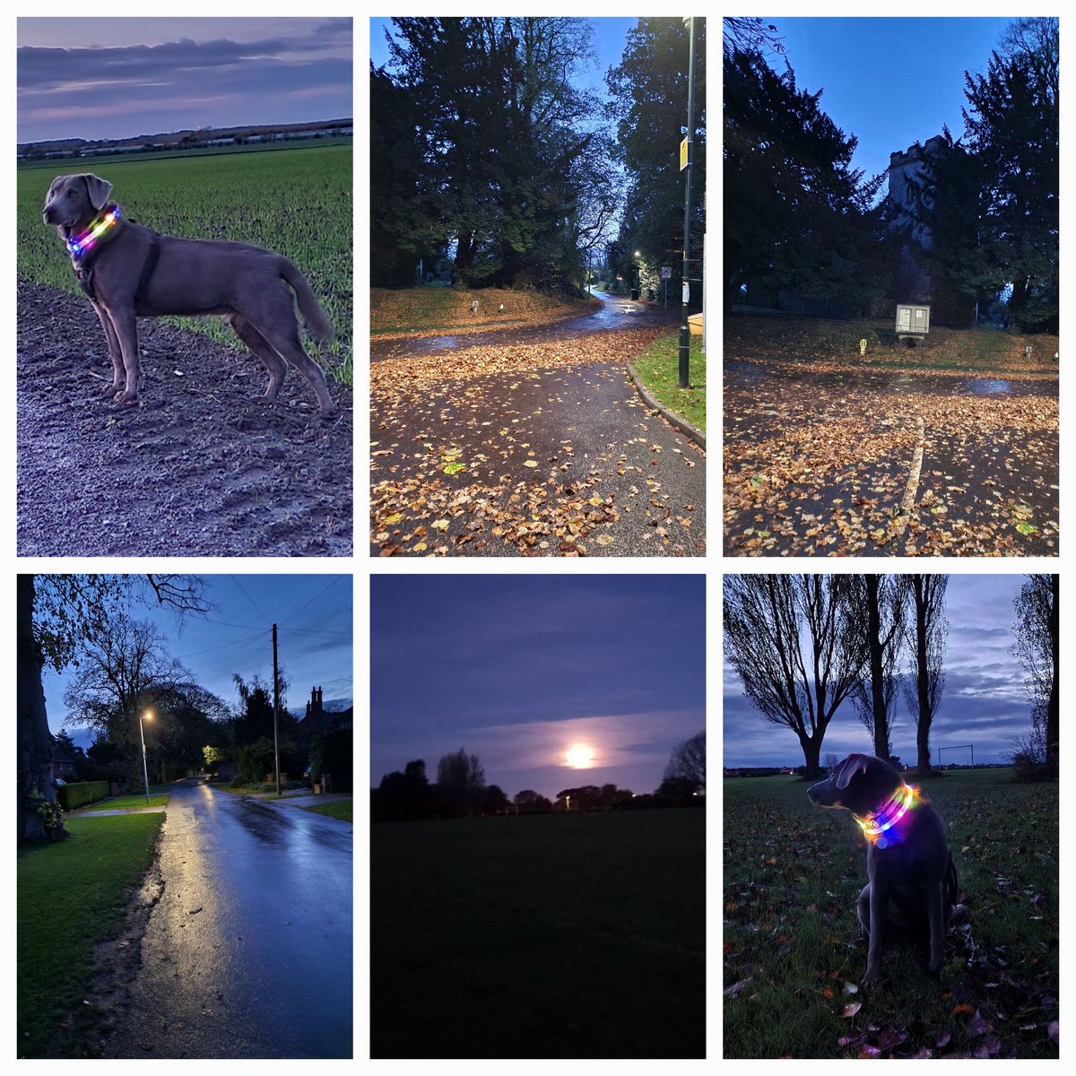 Early morning dog walk with Willow over the fields and through the village. Love how peaceful this time is. #dogwalk #earlymorning #silverlab #puppy #bradleypitches #bradleyvillage
