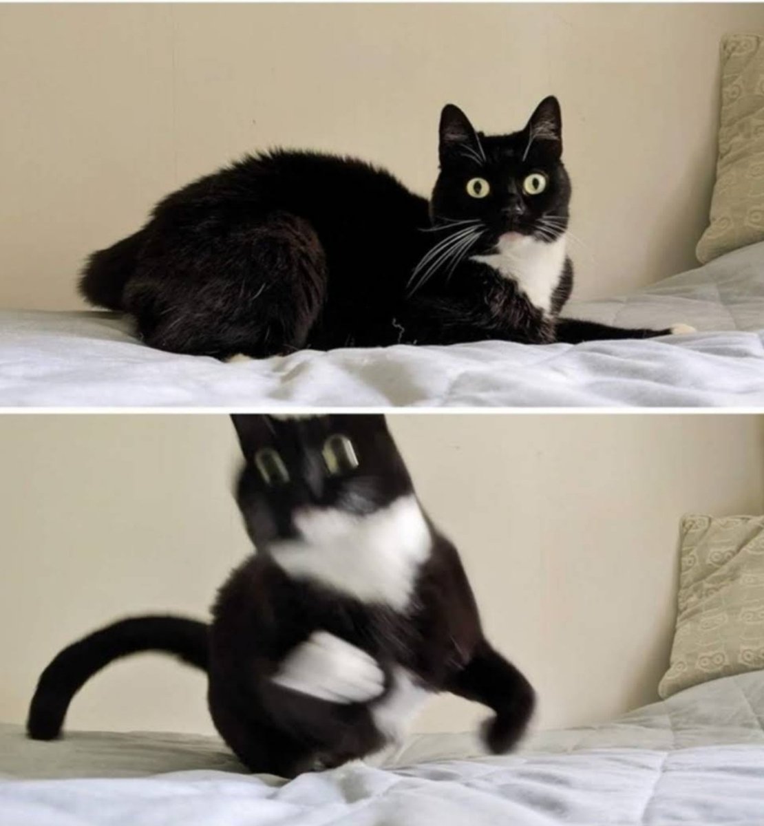 marblelakee's tweet photo. @SizeKitten @kevply https://t.co/H4PTkbjdpJ