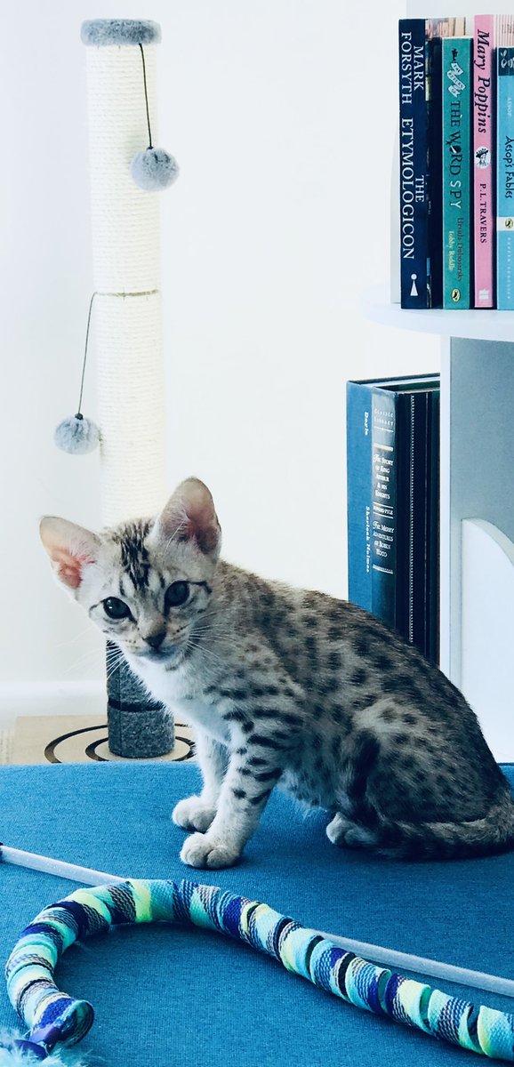 eh_wilde's tweet photo. Just happened upon this pic of my gorgeous #feline friend as a skittish #kitten soon after joining our #family.
#felineflashback #CatsOfTwitter https://t.co/AHQlQIs8cy